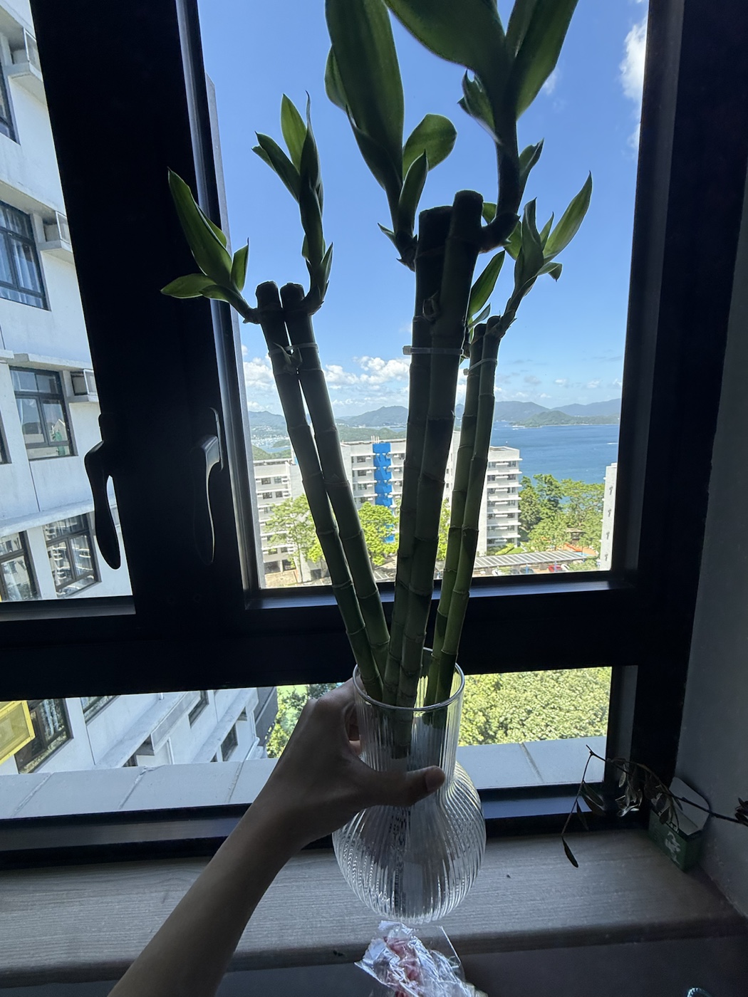 Lucky bamboo beside a window overlooking the HKUST campus and sea